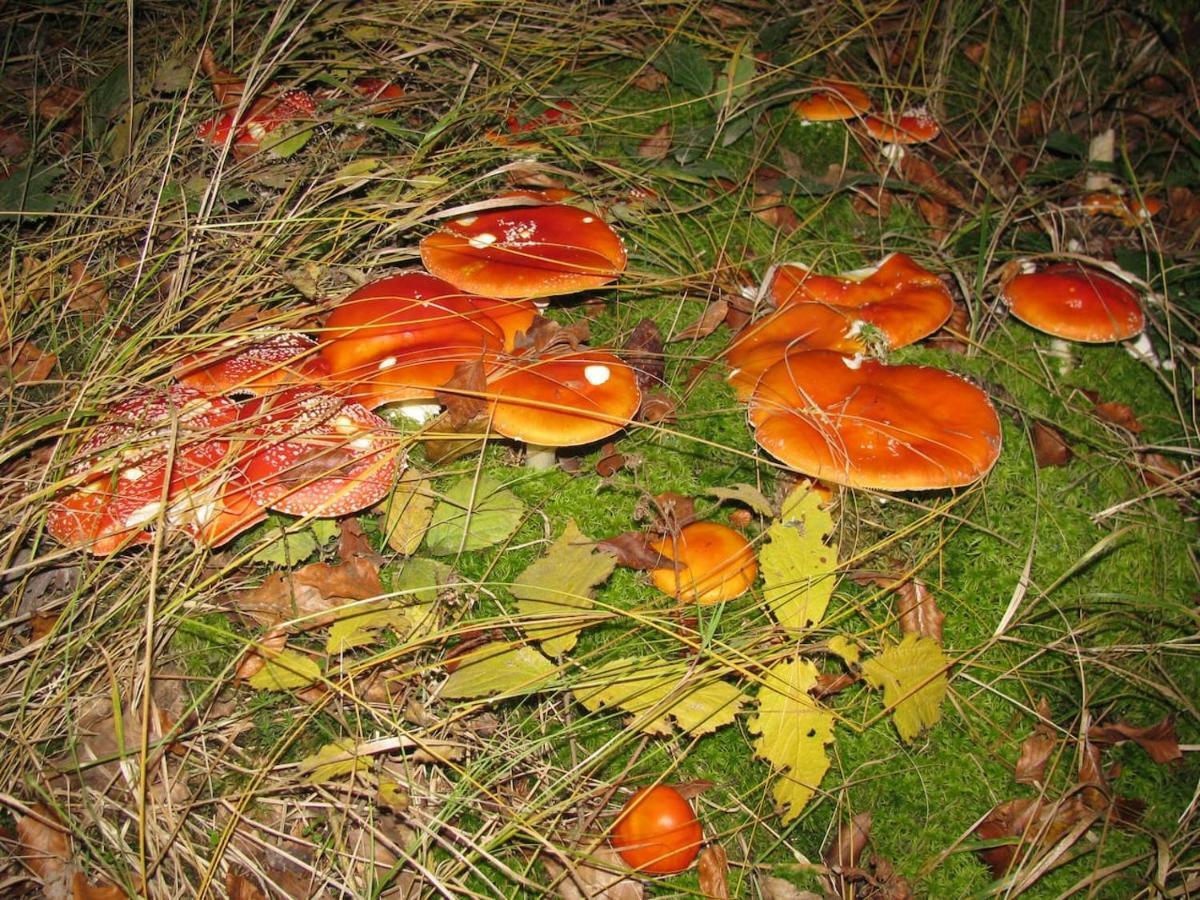 Obora 827